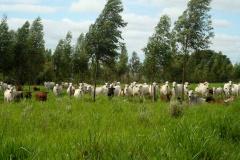 Integração pecuária e cultivo florestal aumenta produtividade. Foto:SEAB/IDR