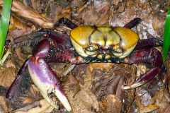 Captura de caranguejo é proibida até o dia 30 de novembro.Foto: Arquivo IAT