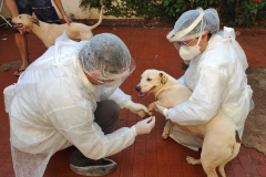 UEL estuda efeitos da Covid-19 em cães, gatos e animais silvestres. Foto:UEL
