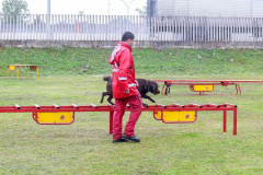 Bombeiros promovem certificação estadual de cães de busca e resgate. Foto: SESP