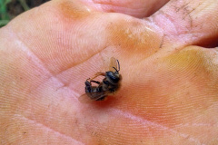 Investigação apontou que produto atingiu nabo forrageiro em flor, que atraía as abelhas. Agricultor foi autuado pela Adapar.
Foto: SEAB