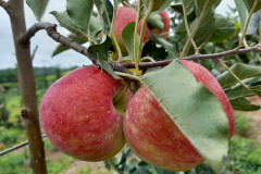 Pesquisa sobre produção orgânica de maçã tem primeira colheita. Foto:IDR