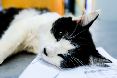 Programa castrou gratuitamente quase 11 mil cães e gatos. Foto:SEDEST