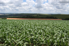 Safra de verão no Paraná deve ser recorde com 24,2 milhões de toneladas. Foto: Arquivo AEN