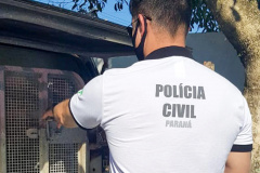 PCPR prende suspeito de matar namorada na noite de Natal em Campo Largo
. Foto:PCPR