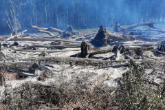 Desmatamento ilegal do Bioma da Mata Atlântica na Região Centro-Sul do Estado.
Foto: Divulgação Sedest/IAT
