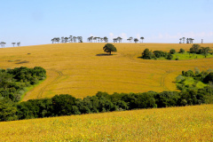O Paraná tinha produção significativa de arroz até meados do século passado