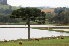 Foto: Jaelson Lucas/AEN