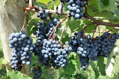 O Instituto de Desenvolvimento Rural do Paraná ? Iapar-Emater (IDR-Paraná) está lançando o livro Viticultura Tropical: o sistema de produção de uvas de mesa do Paraná. - Foto: Divulgação IDR-Paraná