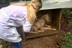 O Governo do Estado promove a segunda edição do curso a distância para preparar profissionais no atendimento de denúncias de animais vítimas de maus-tratos.  -  Foto: Divulgação Prefeitura de Curitiba