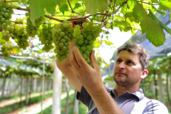 Produtor de uvas Renato Sandi. Bituruna - 02-2021
