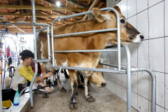 Documento preparado pelo Departamento de Economia Rural, da Secretaria da Agricultura e do Abastecimento, mostra que as chuvas mais regulares com consequente oferta de forragem aos animais possibilitaram aumento na produção de leite. A maior oferta fez com que os preços caíssem para o produtor.