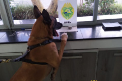 Os cães da Polícia Militar têm sido importantes aliados no processo de apreensão de drogas. Durante a Operação Verão Consciente, os cães Hórus e Argos foram destaque no auxílio aos policiais na apreensão de entorpecentes. - Foto: Divulgação PMPR