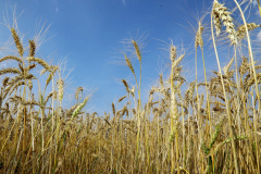 A Secretaria de Estado da Agricultura e do Abastecimento e o Instituto de Desenvolvimento Rural do Paraná – Iapar-Emater emitiram uma Nota Técnica sobre o uso de áreas para o plantio de trigo no inverno. A orientação inclui as cultivares mais adequadas e visa garantir renda ao produtor caso haja impossibilidade de semeadura do milho segunda safra. - Curitiba, 11/03/2021  -  Foto: Jaelson Lucas/Arquivo AEN