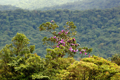 Foto: Denis Ferreira Netto/SEDEST