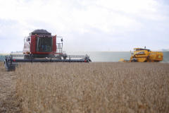 A safra de grãos 2020/2021 do Paraná poderá somar 42 milhões de toneladas, volume 3% superior ao do ciclo passado. A área total, de 10,2 milhões de hectares, é 2% maior. As informações são do Departamento de Economia Rural (Deral), da Secretaria de Estado da Agricultura e do Abastecimento.  -  Foto: Gilson Abreu/AEN