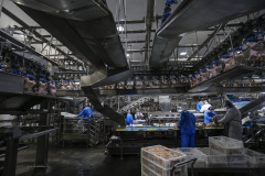 Com crescimento de 3,9%, Paraná produz um terço da carne de frango do Brasil .Foto : Jonathan Campos / AEN