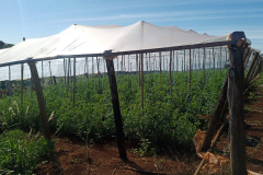 Governo promove qualidade de vida e renda para pequenos produtores  -  Foto: Divulgação IDR-Paraná