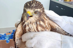 Um gavião resgatado pelo Escritório Regional de Cascavel do Instituto Água e Terra (IAT), nesta semana, ganha atendimento no novo Centro de Apoio de Fauna Silvestre (CAFS), dentro da Clínica Veterinária da Univel. - 08/04/2021 -  Foto: Divulgação IAT