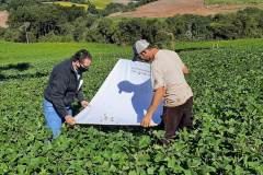 Software que auxilia no controle de pragas e doenças da soja será expandido para as lavouras de feijão.  -  Foto: IDR