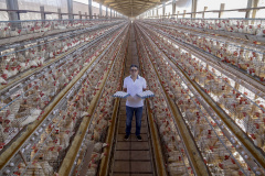 Produção de ovo - Granja feliz.
Dirceu Pontalti Cortez.
Arapongas-Pr - 04-2021
Gilson Abreu/AEN