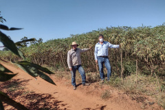 O produtor e a sociedade são os maiores beneficiados quando a pesquisa e a extensão rural trabalham em sintonia. Buscar variedades mais produtivas exige anos de trabalho dos pesquisadores e o extensionista é fundamental para fazer esse conhecimento chegar aos agricultores. Na região Noroeste do estado um exemplo dessa parceria vem impactando diariamente a renda de alguns produtores de mandioca.  - Foto: IDR/Paraná