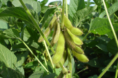 Em 15 de maio, o Paraná dá início ao combate à ferrugem asiática da soja. Nesta data termina o prazo para a colheita ou dessecação da oleaginosa, com o objetivo de preparar as áreas de cultivo para o vazio sanitário, período no qual é proibido semear ou manter plantas vivas de soja no campo.  -  Curitiba, 14/05/2021  -  Foto: SEAB