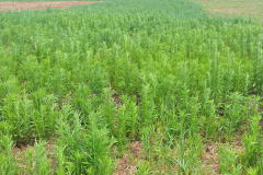 Adapar intensifica ações contra plantas daninhas resistentes a herbicidas
.Foto: Embrapa