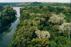 A retirada de espécies de vegetação exóticas em Áreas de Preservação Permanentes (APPs) no Estado do Paraná podem ser solicitadas através de Requerimento de Licença Ambiental, através da modalidade de Licença por Adesão e Compromisso (LAC).  -  Curitiba, 19/05/2021  -  Foto: Arquivo SEDEST