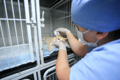 Projeto recebe recursos estaduais para esterilização de animais em ilhas no Paraná  -  Curitiba, 20/05/2021  -  Foto: SEDEST