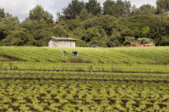 Agricultura Familiar  -  Foto: Arnaldo Alves / ANPr.