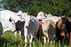 O Paraná conquistou na manhã desta quinta-feira (27) a certificação de área livre de febre aftosa sem vacinação, resultado de uma luta de mais de 50 anos do Governo do Estado e do setor produtivo. O novo status sanitário foi confirmado pela Organização Mundial de Saúde Animal (OIE), em cerimônia virtual da 88ª Sessão Geral da Assembleia Mundial dos Delegados da OIE, em Paris, na França. -  Curitiba, 27/05/2021  -  Foto: Gilson Abreu/AEN