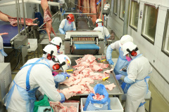 Com fim da vacinação, indústrias de carne planejam investimentos bilionários no Paraná. Foto: José Fernando Oura/AEN