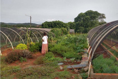 Pesquisadores da Unioeste desenvolvem horta comunitária com plantas medicinais
Caixa de entrada. (foto de antes da pandemia). Foto: Unioeste