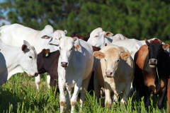 União de forças permitirá ao Paraná vencer no mercado de proteína de origem animal - O tema reuniu dezenas de dirigentes de entidades, servidores públicos, deputados e produtores na tarde de quarta-feira (02), em um evento pela internet.  -  Curitiba, 02/06/2021  -  Foto:: Gilson Abreu/AEN