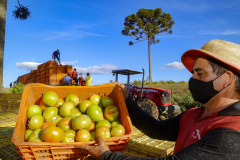 plantação de tomate
Reserva-Pr
Gilson Abreu/AEN