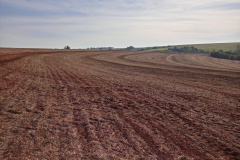 O vazio sanitário da soja no Paraná inicia nesta quinta-feira (10) e segue até 10 de setembro. Neste período, fica proibido cultivar, manter ou permitir a existência de plantas vivas de soja no campo. O objetivo é reduzir a sobrevivência do fungo causador da ferrugem asiática durante a entressafra e consequentemente atrasar a ocorrência da doença na próxima safra. - Foto: Camila Roberta Javorski Ueno/Adapar