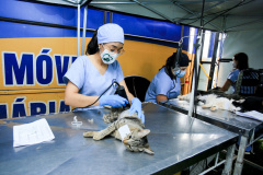 O Programa Permanente de Esterilização de Cães e Gatos (CastraPet), iniciativa da Secretaria de Estado do Desenvolvimento Sustentável e do Turismo (Sedest), estará em São José dos Pinhais (Região Metropolitana de Curitiba), entre 15 e 26 deste mês.  -  Curitiba, 14/06/2021  -  Foto: SEDEST