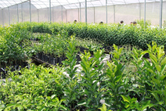 Na cidade de Cerro Azul, capital nacional da ponkan, o IDR-Paraná (Instituto de Desenvolvimento Rural do Paraná ? Iapar-Emater) em parceria com a Secretaria Estadual de Agricultura e Abastecimento, Prefeitura de Cerro Azul e Sebrae, realizou a entrega de mudas de ponkan para 20 agricultores da região. -  Foto: IDR-PARANÁ