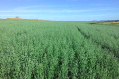 A aveia é uma alternativa para produtores que desejam ter pasto, feno ou cobertura para o solo durante o inverno. A cobertura vegetal produzida pela aveia também é fundamental para a manutenção do sistema de Plantio Direto.   Curitiba, 17/06/2021  -  Foto: IDR-PARANÁ