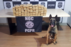 A Polícia Civil do Paraná (PCPR) conta com 13 cães policiais ativos que auxiliam em ações contra o tráfico de drogas. Além desses, o canil ainda possui outros quatro animais que já contribuíram para o trabalho, mas hoje estão aposentados.  
Foto: PCPR