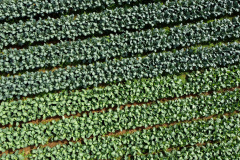 Hortaliças como brócolis e couve-flor mudam a paisagem de São José dos Pinhais  -  Curitiba, 24/06/2021  -  Foto: Ari Dias/AEN