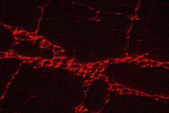 Imagem do sistema nervoso entérico evidencia células da glia, pré-processada com filtro para eliminação de ruído  -  Foto: Divulgação UEM