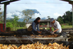 O município de Morretes já foi o maior produtor de gengibre do país, porém alguns problemas com o manejo e a concorrência com a produção da china fizeram a cultura declinar nos últimos anos. Mas os técnicos do IDR-Paraná (Instituto de Desenvolvimento Rural do Paraná - Iapar-Emater) afirmam que o gengibre pode ser lucrativo, desde que o produtor invista em sistemas sustentáveis, adotando boas práticas na produção e na conservação de solo e água. -  Curitiba, 18/05/2021  -  Foto: IDR