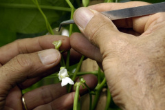 O IDR-Paraná (Instituto de Desenvolvimento Rural do Paraná) acaba de receber R$ 1,2 milhão para a aquisição de uma câmara fria destinada ao setor de conservação de recursos genéticos vegetais.

Foto: IDR