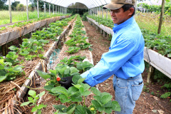 Produtores orgânicos da Região Central serão certificados pelo Tecpar
Foto: TECPAR