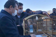 O Escritório Regional do Instituto Água e Terra (IAT) de Umuarama, no Noroeste do Estado, realizou a apreensão e a soltura de mais de 250 aves. O o secretário da pasta, Márcio Nunes, participou da soltura de 17 aves, entre Trinca Ferro, Coleirinha, Patativa, Canário Terra, Melrol, Sabiá, Irauna Grande, e Curió.  -  Umuarama, 29/06/2021  -  Foto: SEDEST/IAT