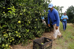 Produtores de limão em Altônia  -  Foto: Gilson Abreu/AEN