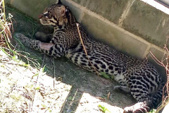 Após quatro meses de tratamento, uma jaguatirica foi reinserida na natureza, na região dos Campos Gerais. O animal foi atropelado em rodovia na região na BR-277.  -  Curitiba, 03/07/2021  -  Foto: SEDEST/IAT