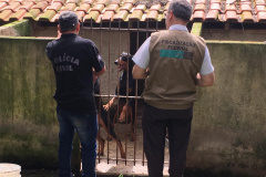 Dados do Disque Denúncia 181, ferramenta da Secretaria de Segurança Pública do Paraná, apontam aumento de 111,6% nas denúncias de maus-tratos a animais domésticos no Estado nos primeiros cinco meses de 2021, se comparado ao mesmo período de 2020.  -  Curitiba, 05/07/2021  -  Foto: Polícia Civil do Paraná